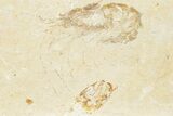 Four Cretaceous Fossil Shrimp (Carpopenaeus) - Hjoula, Lebanon #201359-2